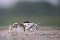 Common Tern / Rybitwa rzeczna