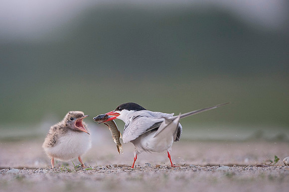 Common Tern / Rybitwa rzeczna