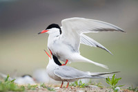 Common Tern / Rybitwa rzeczna