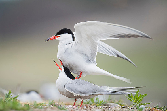 Common Tern / Rybitwa rzeczna