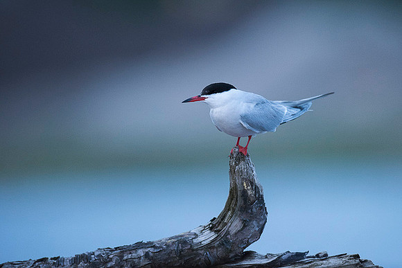 Common Tern / Rybitwa rzeczna