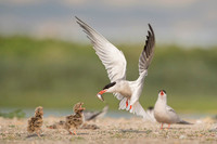 Common Tern / Rybitwa rzeczna