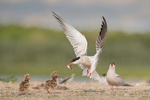 Common Tern / Rybitwa rzeczna