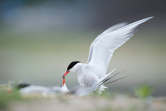 Common Tern / Rybitwa rzeczna