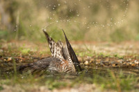 Sparrow Hawk /  Krogulec