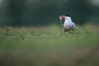 Common Tern / Rybitwa rzeczna
