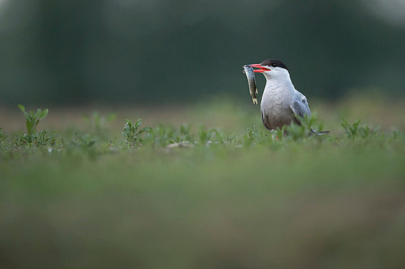 Common Tern / Rybitwa rzeczna