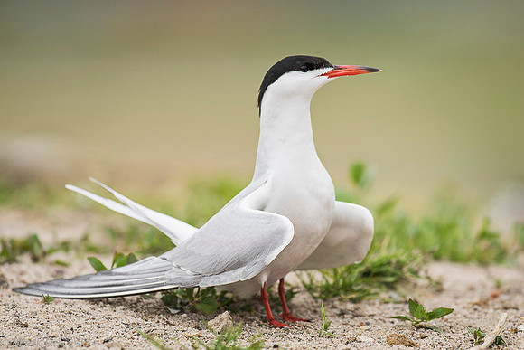 Common Tern / Rybitwa rzeczna
