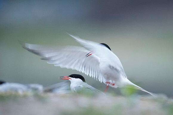 Common Tern / Rybitwa rzeczna