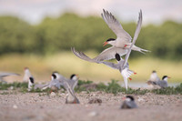 Common Tern / Rybitwa rzeczna