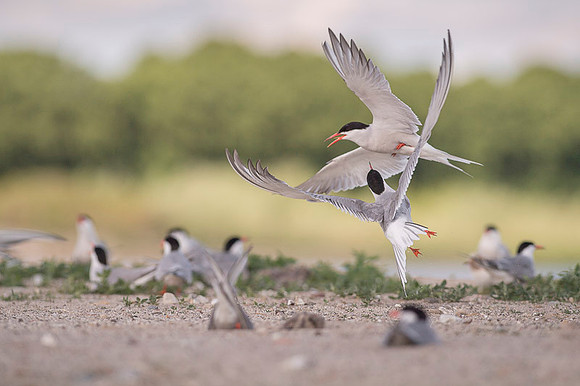 Common Tern / Rybitwa rzeczna