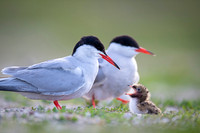 Common Tern / Rybitwa rzeczna