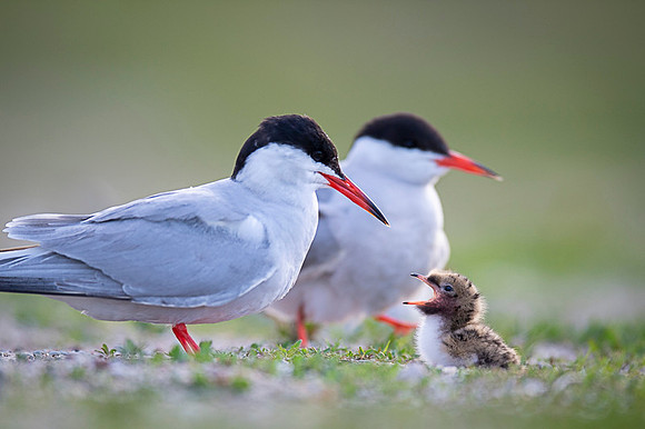 Common Tern / Rybitwa rzeczna