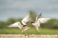 Common Tern / Rybitwa rzeczna