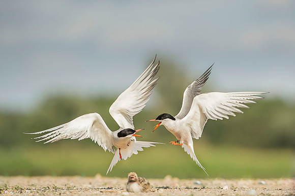 Common Tern / Rybitwa rzeczna