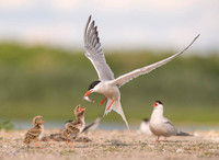 Common Tern / Rybitwa rzeczna