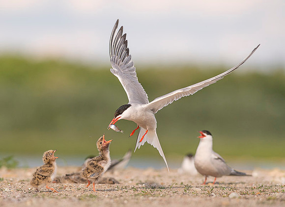 Common Tern / Rybitwa rzeczna