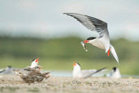 Common Tern / Rybitwa rzeczna