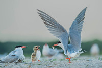 Common Tern / Rybitwa rzeczna