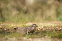 Sparrow Hawk /  Krogulec