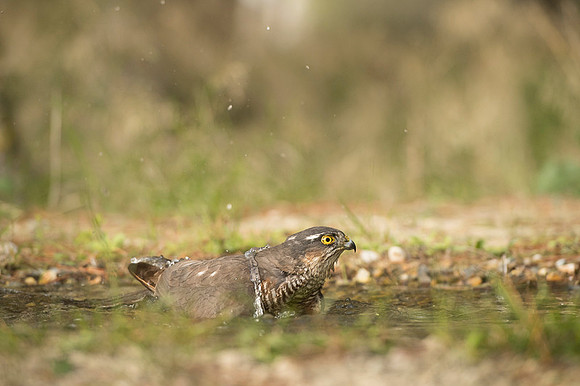 Sparrow Hawk /  Krogulec