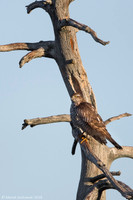 Sparrow Hawk /  Krogulec