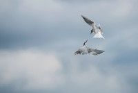 Common Tern / Rybitwa rzeczna