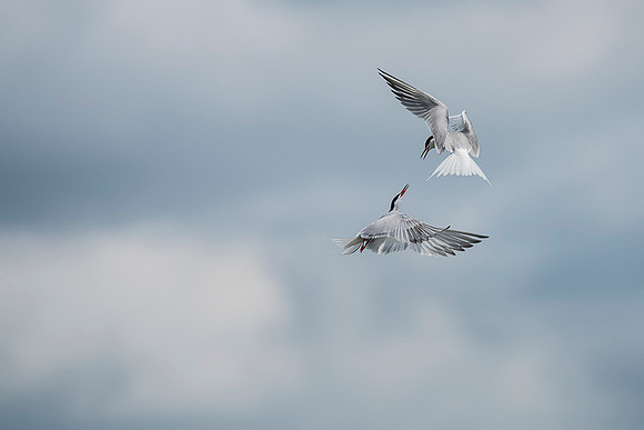 Common Tern / Rybitwa rzeczna