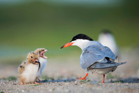 Common Tern / Rybitwa rzeczna