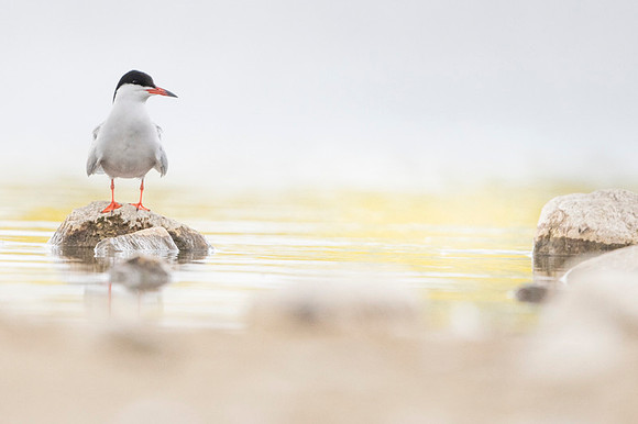 Common Tern / Rybitwa rzeczna