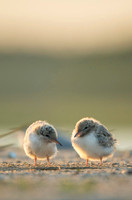 Common Tern / Rybitwa rzeczna