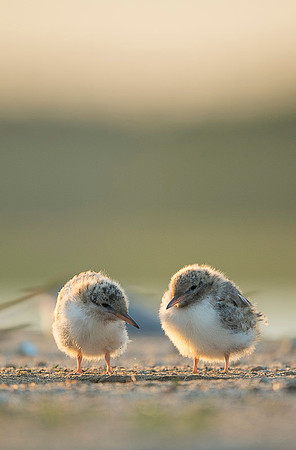 Common Tern / Rybitwa rzeczna