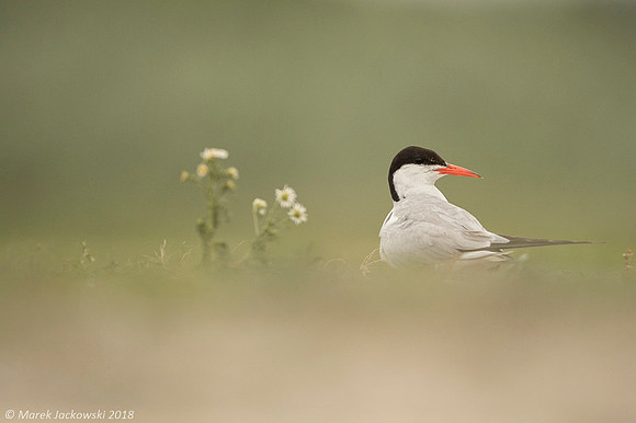 Common Tern / Rybitwa rzeczna