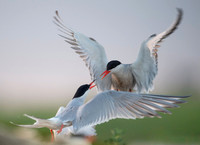 Common Tern / Rybitwa rzeczna