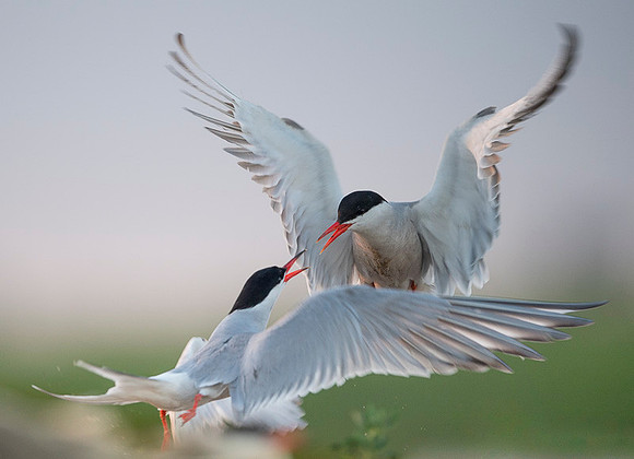 Common Tern / Rybitwa rzeczna