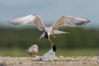 Common Tern / Rybitwa rzeczna