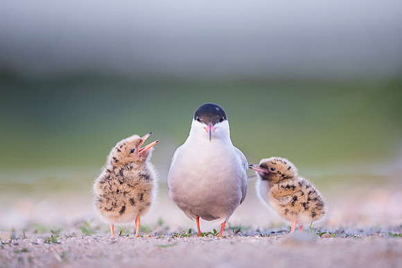 Common Tern / Rybitwa rzeczna