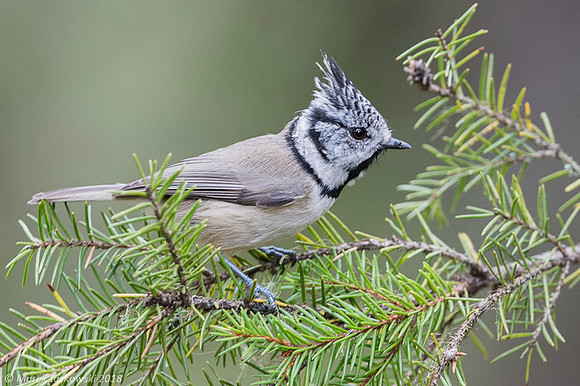 Crested Tit / Sikora czubata