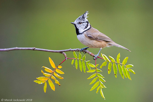 Crested Tit / Sikora czubata
