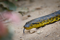 Anaconda