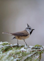 Crested Tit / Sikora czubata