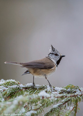 Crested Tit / Sikora czubata