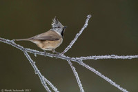 Crested Tit / Sikora czubata