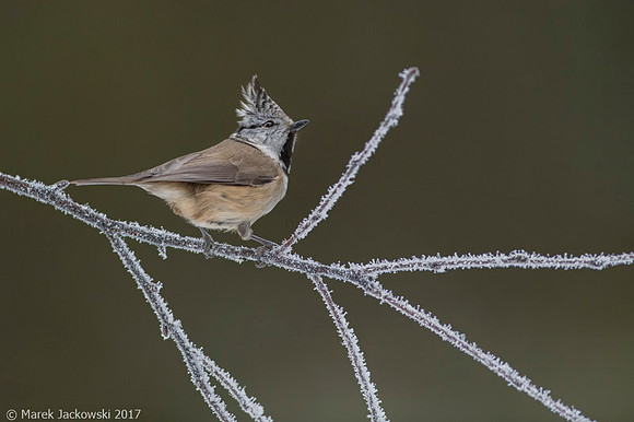 Crested Tit / Sikora czubata