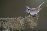 Crested Tit / Sikora czubata