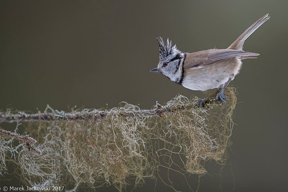 Crested Tit / Sikora czubata