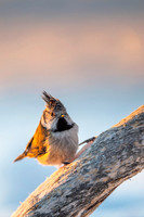 Crested Tit / Sikora czubata