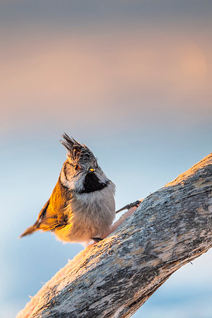 Crested Tit / Sikora czubata
