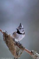 Crested Tit / Sikora czubata