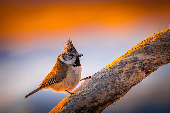 Crested Tit / Sikora czubata
